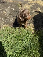 Red, a male Australian Labradoodle for sale in Carlton, OR – 4 of 5