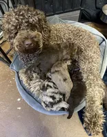 Purple, a male Australian Labradoodle for sale in Carlton, OR – 5 of 5