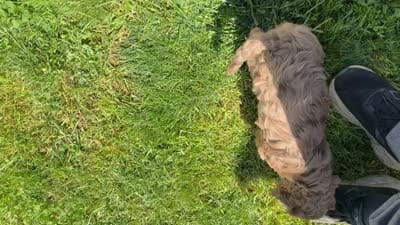 Red, a male Australian Labradoodle for sale in Carlton, OR – 5 of 5