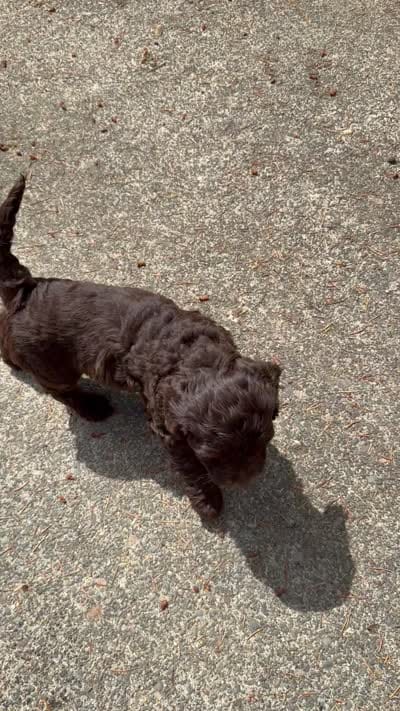 Purple, a male Australian Labradoodle for sale in Carlton, OR – 2 of 5