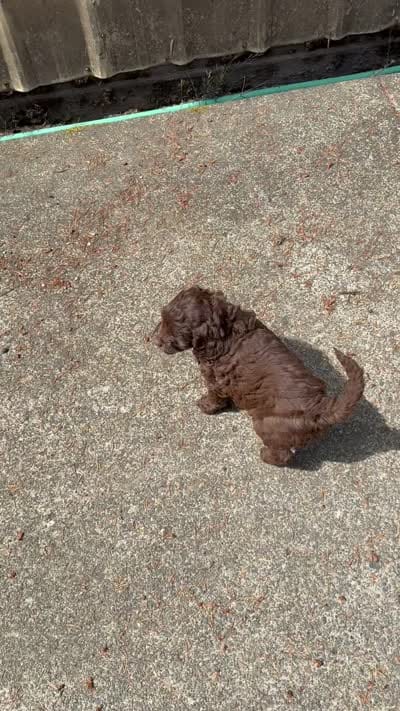 Yellow, a male Australian Labradoodle for sale in Carlton, OR – 2 of 7