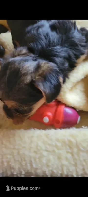 Yorkie – Yorkshire Terrier puppy for sale in Eastaboga, AL
