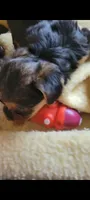 Yorkie, a male Yorkshire Terrier for sale in Eastaboga, AL – 1 of 1