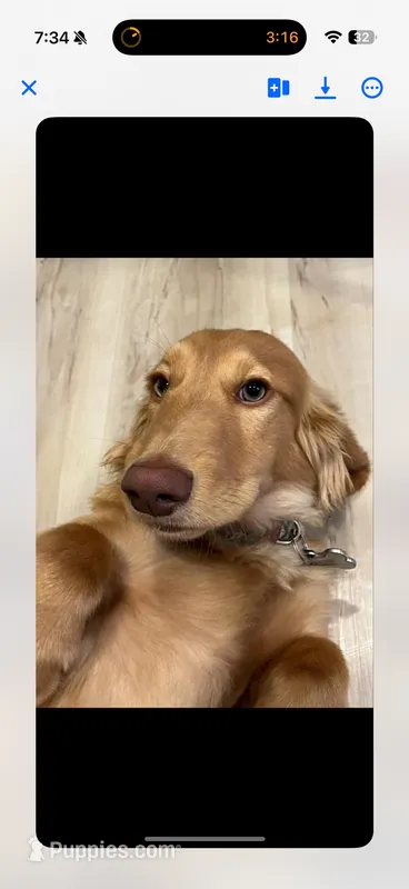 Buddy, a male Dachshund for sale in Bloomsdale, MO – 1 of 4