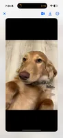 Buddy, a male Dachshund for sale in Bloomsdale, MO – 1 of 4
