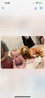 Buddy, a male Dachshund for sale in Bloomsdale, MO – 3 of 4