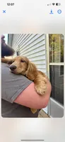 Buddy, a male Dachshund for sale in Bloomsdale, MO – 4 of 4