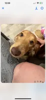 Buddy, a male Dachshund for sale in Bloomsdale, MO – 3 of 4