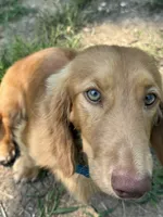 Buddy, a male Dachshund for sale in Bloomsdale, MO – 1 of 4