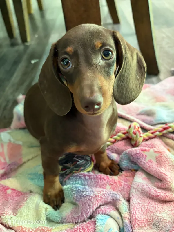 Skittles – Miniature Dachshund puppy for sale in St. Louis, MO