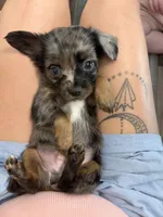 Charlie, a male Chihuahua for sale in Festus, MO – 1 of 1