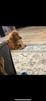 Buddy, a male Miniature Dachshund for sale in Festus, MO – 6 of 8
