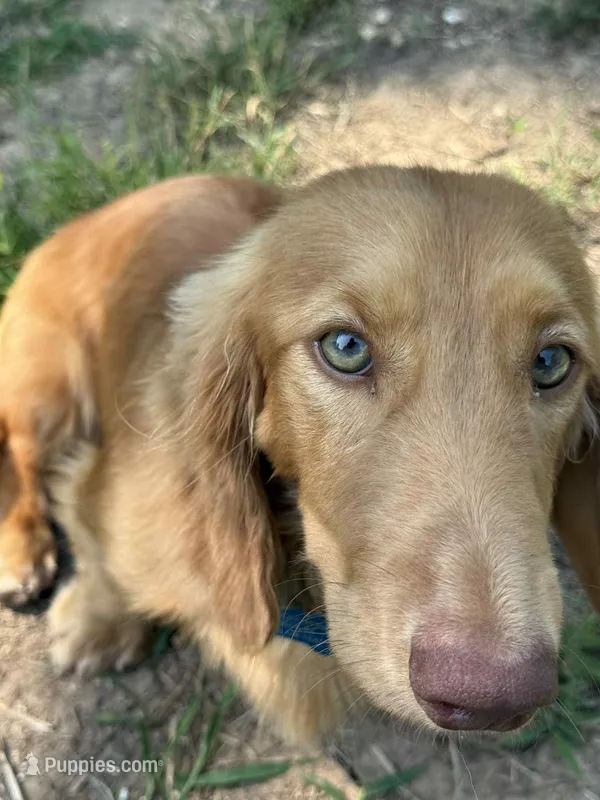 Buddy – Miniature Dachshund puppy for sale in Festus, MO