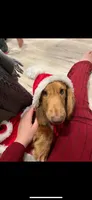 Buddy, a male Miniature Dachshund for sale in Festus, MO – 8 of 8
