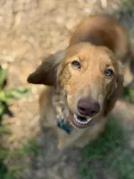 Buddy, a male Miniature Dachshund for sale in Festus, MO – 2 of 8