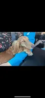 Buddy, a male Miniature Dachshund for sale in Festus, MO – 3 of 8