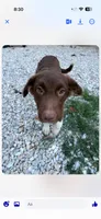 Bear, a male Australian Cattle Dog and Border Collie for sale in Bloomsdale, MO – 1 of 3