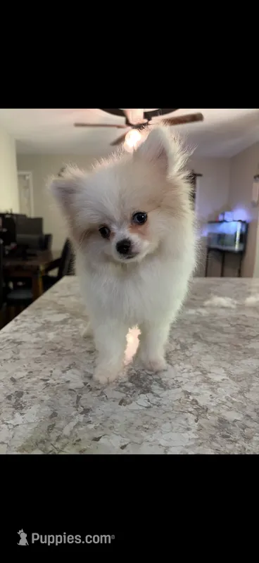 Lilo – Pomeranian puppy for sale in Bloomsdale, MO