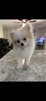 Lilo, a male Pomeranian for sale in Bloomsdale, MO – 1 of 1