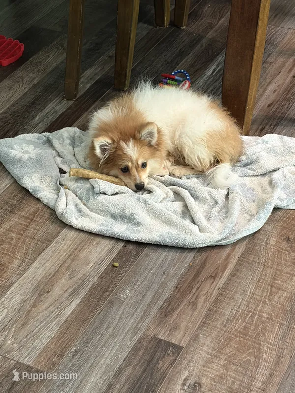 Stitch  – Pomeranian puppy for sale in St. Louis, MO