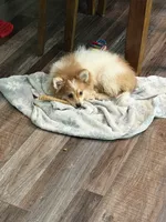 Stitch , a male Pomeranian for sale in St. Louis, MO – 1 of 1