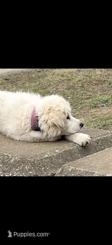 Dolly – Great Pyrenees puppy for sale in Festus, MO
