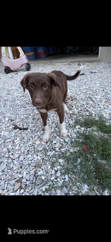Bear – Australian Cattle Dog, Border Collie puppy for sale in Bloomsdale, MO