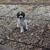 Moon, a male Poodle - Standard  for sale in Festus, MO – Photo 5 of 6