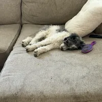 Moon, a male Poodle - Standard  for sale in Festus, MO – Photo 3 of 6