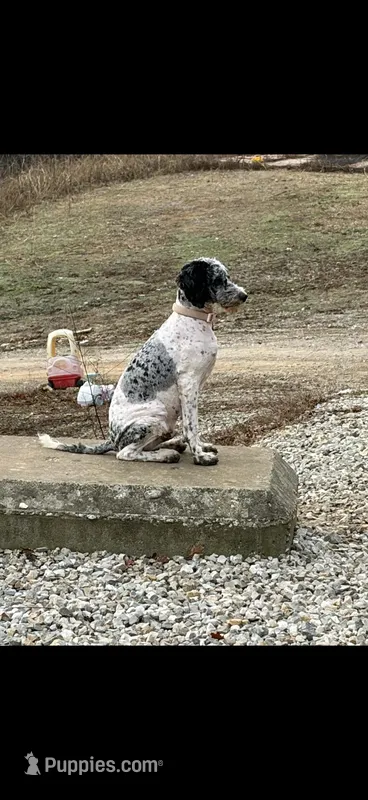Moon – Poodle - Standard  puppy for sale in Festus, MO