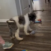 Moon, a male Poodle - Standard  for sale in Festus, MO – Photo 4 of 6