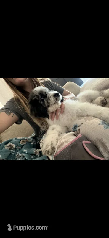 Moon – Poodle - Standard  puppy for sale in Festus, MO
