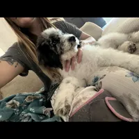 Moon, a male Poodle - Standard  for sale in Festus, MO – Photo 2 of 6