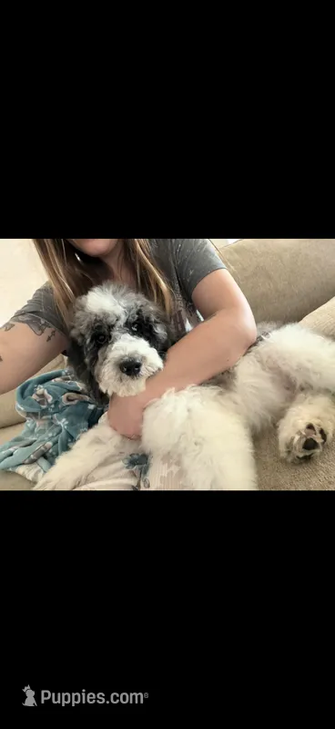 Moon – Poodle - Standard  puppy for sale in Festus, MO