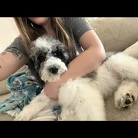 Moon, a male Poodle - Standard  for sale in Festus, MO – Photo 1 of 6