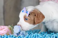 SERENITY, a female Golden Mountain Doodle for sale in Murray, KY – Photo 6 of 6