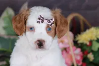 SERENITY, a female Golden Mountain Doodle for sale in Murray, KY – Photo 6 of 6