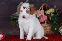 SERENITY, a female Golden Mountain Doodle for sale in Murray, KY – Photo 3 of 6