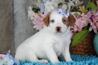 SERENITY, a female Golden Mountain Doodle for sale in Murray, KY – Photo 5 of 6