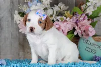 SERENITY, a female Golden Mountain Doodle for sale in Murray, KY – Photo 4 of 6