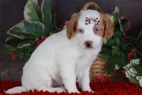 SERENITY, a female Golden Mountain Doodle for sale in Murray, KY – Photo 4 of 6