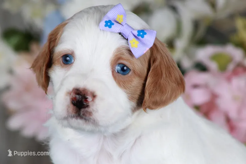 SERENITY, a female Golden Mountain Doodle for sale in Murray, KY – Photo 1 of 6