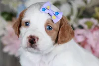 SERENITY, a female Golden Mountain Doodle for sale in Murray, KY – Photo 1 of 6