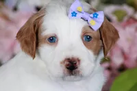 SERENITY, a female Golden Mountain Doodle for sale in Murray, KY – Photo 3 of 6