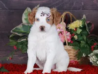 SERENITY, a female Golden Mountain Doodle for sale in Murray, KY – Photo 2 of 6