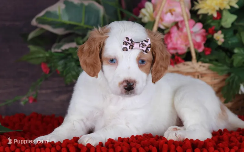 SERENITY – Golden Mountain Doodle puppy for sale in Murray, KY