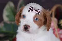 SERENITY, a female Golden Mountain Doodle for sale in Murray, KY – Photo 5 of 6