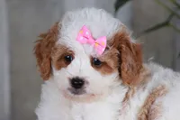 FAVOR, a female Golden Mountain Doodle for sale in Murray, KY – 7 of 7