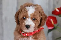HONOR, a male Golden Mountain Doodle for sale in Murray, KY – 7 of 8