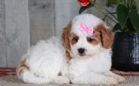 FAVOR, a female Golden Mountain Doodle for sale in Murray, KY – 1 of 7